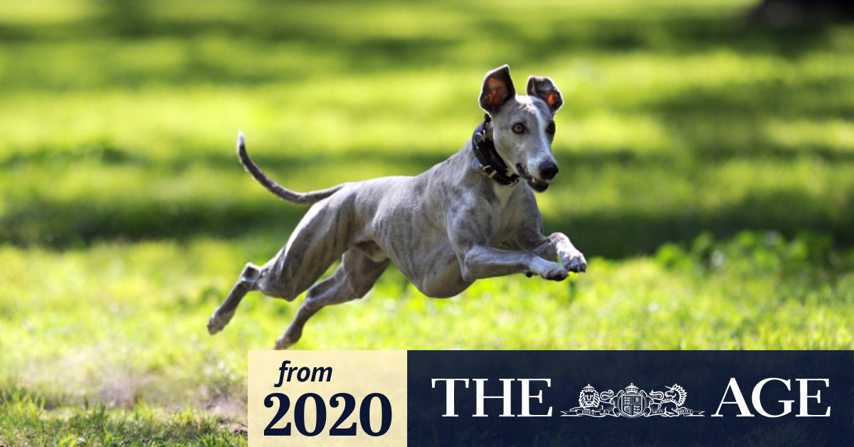 More than 20 new parks and off-leash dog areas revealed